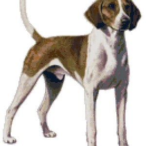 Può includere: Un cane American Foxhound marrone e bianco in piedi con la coda alzata. Il cane ha un petto bianco e zampe bianche.