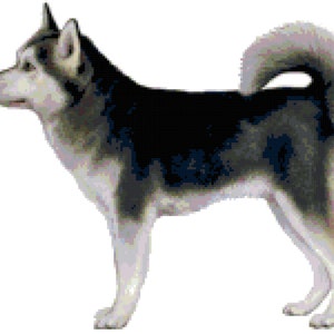 May include: A black and white Alaskan Klee Kai dog standing on a white background. The dog is looking to the left of the image.