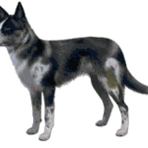 Australian Koolie Dog Counted Cross Stitch Pattern