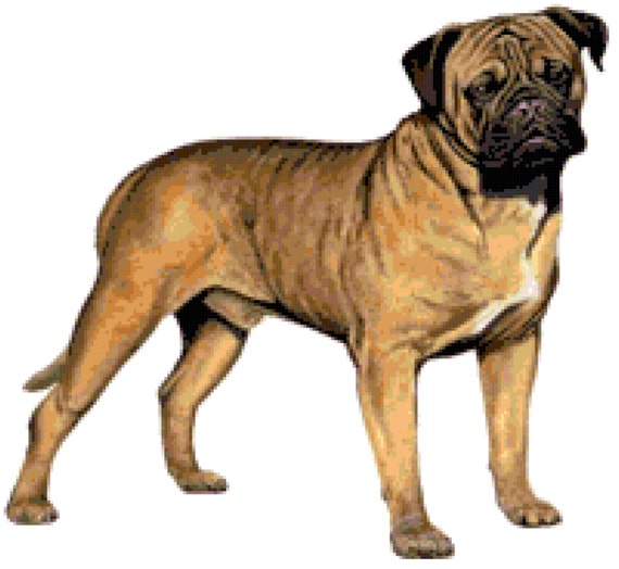 fawn hollow bullmastiffs