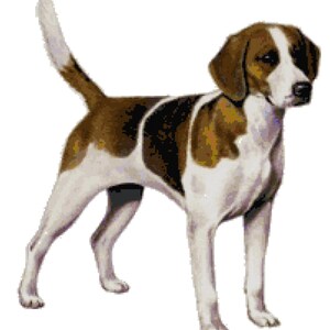 May include: A brown and white American Foxhound dog standing with its tail raised. The dog has a white chest and a brown patch on its back.