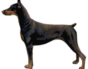 May include: A black and brown Doberman Pinscher dog standing on a white background.