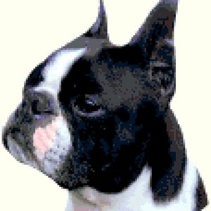Black Boston Terrier Dog Portrait Counted Cross Stitch Pattern