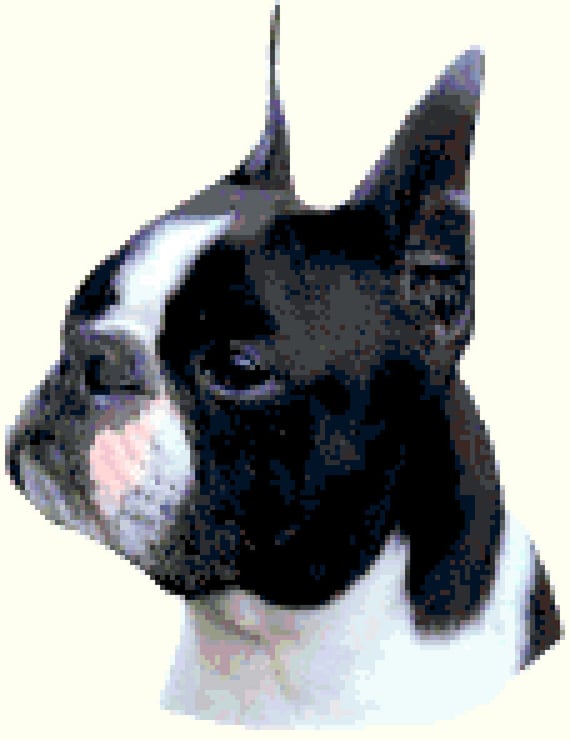 Terrier Mix Boston Terrier Standard Boston Terrier Schnauzer Mix