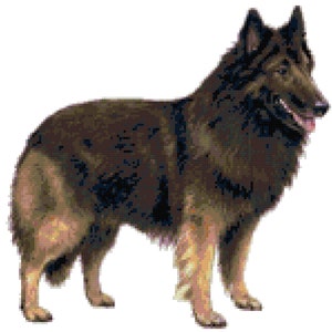 Belgian Tervuren Dog Counted Cross Stitch Pattern