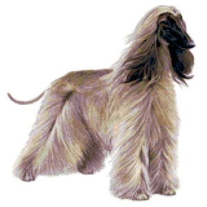 Afghan Hound Dog Counted Cross Stitch Pattern