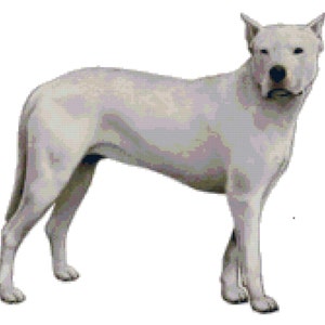 Argentino Dogo hond geteld kruissteekpatroon