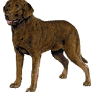 Chesapeake Bay Retriever Dog Counted Cross Stitch Pattern
