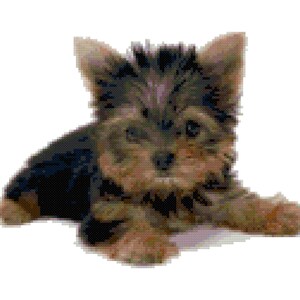 Yorkshire Terrier Puppy Counted Cross Stitch Pattern