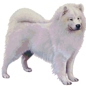 Samoyed Dog Counted Cross Stitch Pattern