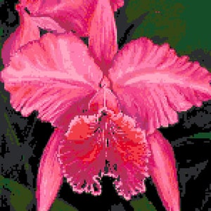 Pink Cattleya Orchid Flower Counted Cross Stitch Pattern