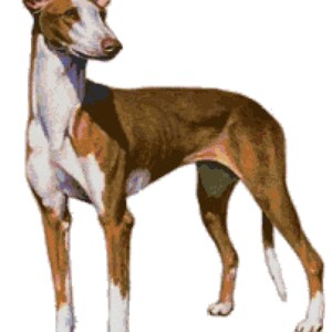 May include: A brown and white Ibizan Hound dog standing on a white background. The dog has a long, slender body and a long, pointed snout.