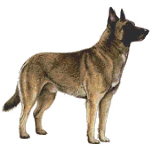 Belgian Malinois Dog Counted Cross Stitch Pattern
