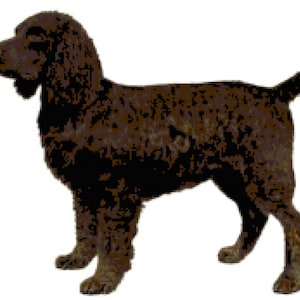 Boykin Spaniel Dog Counted Cross Stitch Pattern