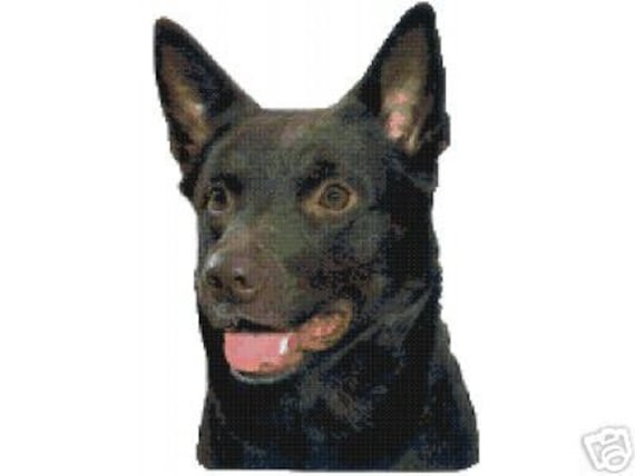 Kelpie Hund