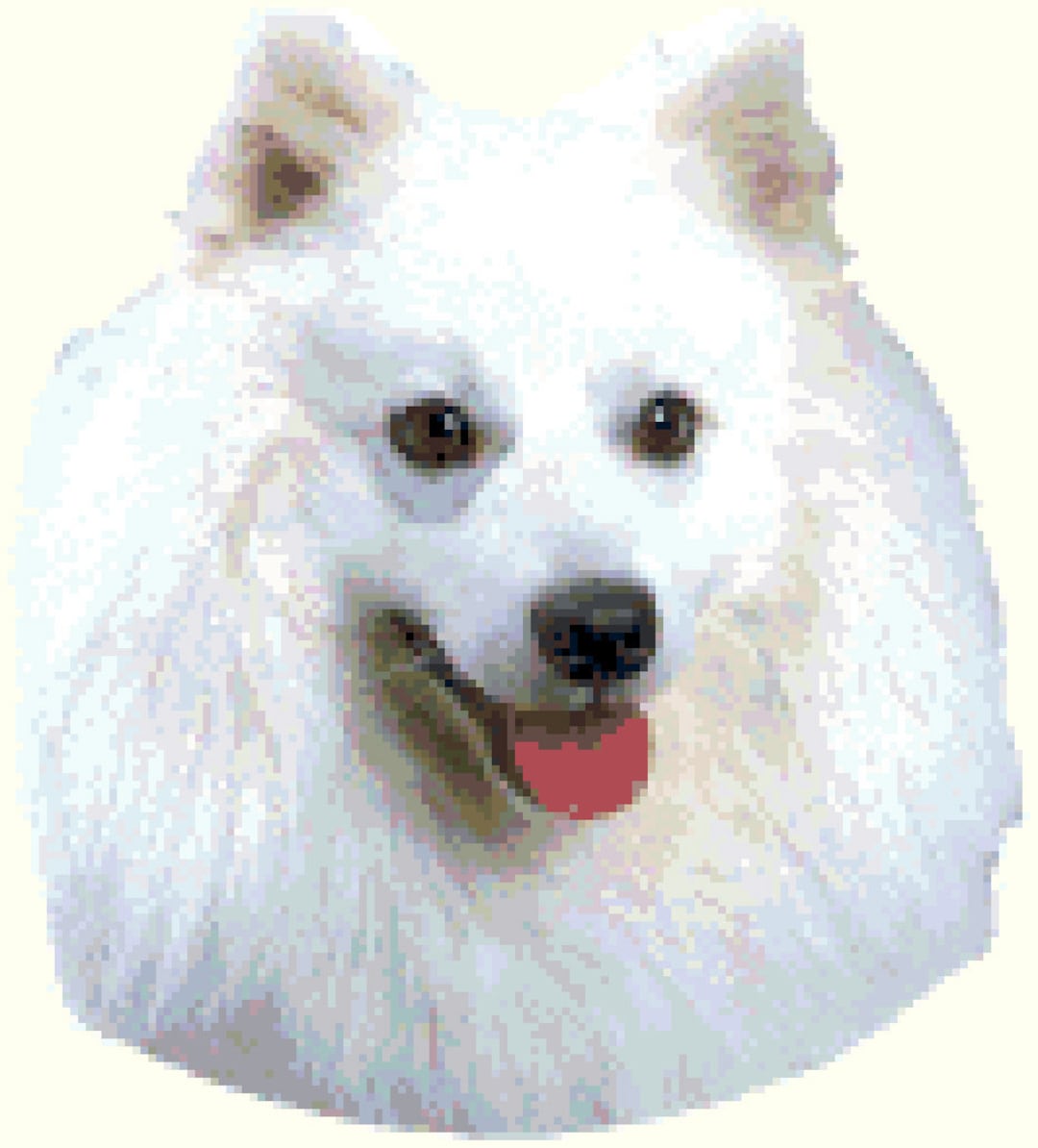 American Gabe Miniature Eskimo Puppy American Eskimo Portrait - Main Image