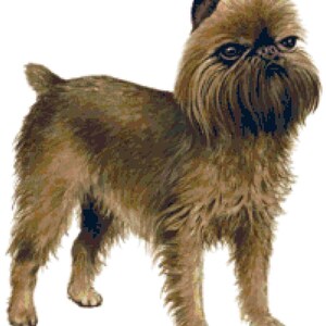 May include: A brown Brussels Griffon dog with a shaggy coat stands on a white background. The dog has a serious expression and its ears are perked up.