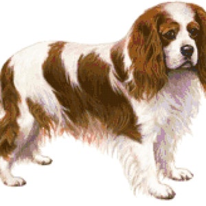 Cavalier King Charles Spaniel Dog Counted Cross Stitch Pattern