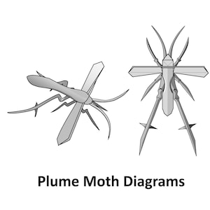Könnte beinhalten: Zwei Diagramme einer Federmotte, einer Insektenart. Das erste Diagramm zeigt die Motte von der Seite, mit ausgebreiteten Flügeln. Das zweite Diagramm zeigt die Motte von oben, mit zusammengefalteten Flügeln.