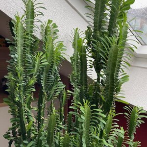 kentia palme düngen Kentiapalme – Elegante Zimmerpflanze für drinnen und draußen – XXLplant main image 0