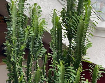 Euphorbia 2 Ableger 15-20 cm Sukkulente Wolfsmilch Zimmerpflanze Kaktus -  Etsy.de