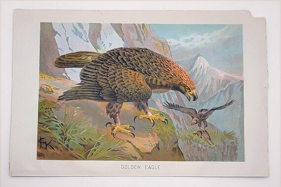 1894 John Gerrard Keulemans GOLDEN EAGLE Chromolithograph Print, Victorian Plate