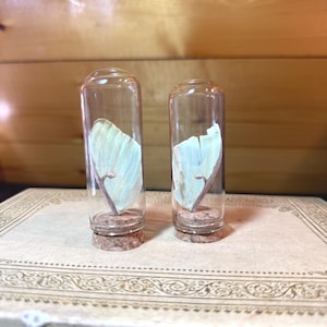 Luna Moth Wing Cloche – Real Actias Luna Forewing in Mini Glass Display