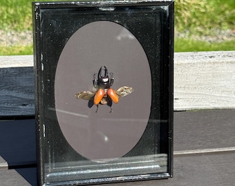 Real Stag Beetle Frame – Prosopocoilus Bruijni Vintage Shadow Box