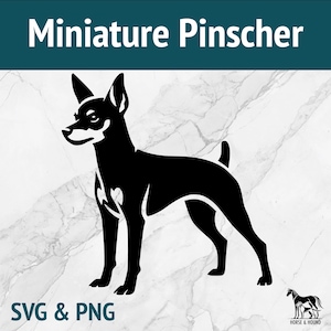 May include: Black and white silhouette of a Miniature Pinscher dog standing on a white marble background. The image includes the text "Miniature Pinscher" at the top and "SVG & PNG" at the bottom.