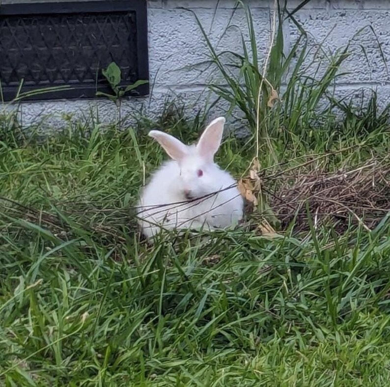 1/2-oz Satin Angora Rabbit Fiber for Hand Spinning, White - Etsy