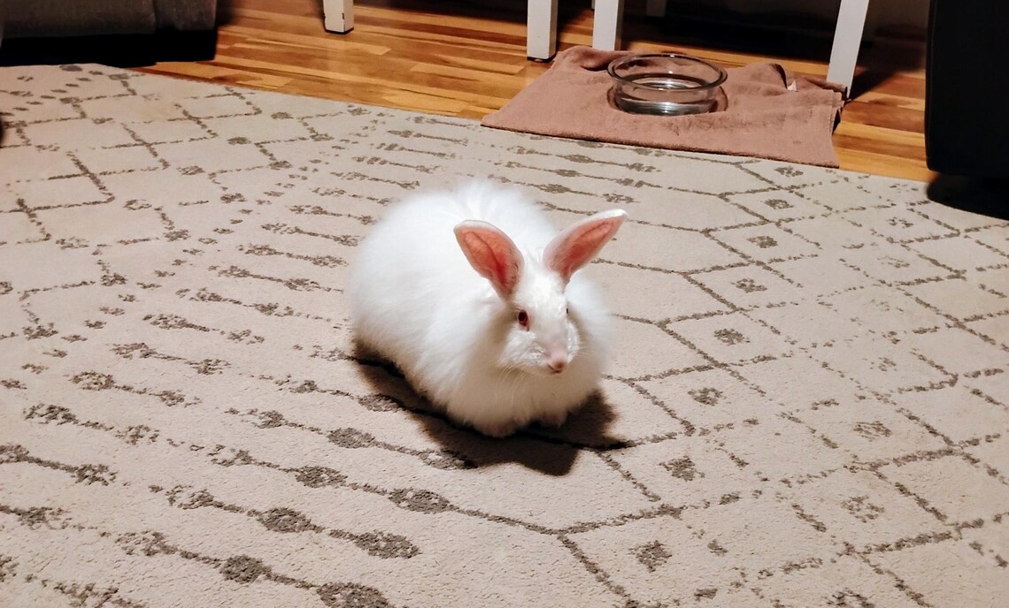 1/2-oz Satin Angora Rabbit Fiber for Hand Spinning, White - Etsy