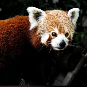 Red Panda