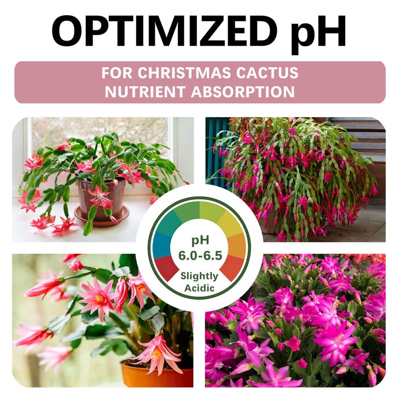 Picture Idea: Premium Christmas Cactus Soil