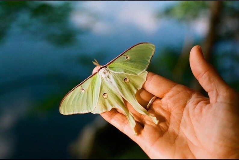 Needle book Luna Moth image 6