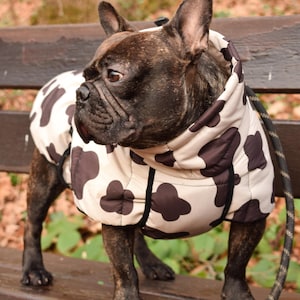 Może przedstawiać: Pręgowany buldog francuski w kremowym płaszczu dla psa z dużymi brązowymi plamami. Pies stoi na drewnianej ławce, z dołączoną smyczą. Płaszcz ma kaptur i zamek błyskawiczny.