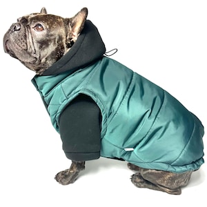 May include: A brindle French Bulldog wearing a teal quilted puffer vest with a black hooded sweatshirt underneath. The dog is sitting and looking to the left against a white background.