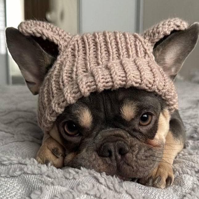 Beige Knitted Dog Hat With Ears, Handmade Wool Blend Beanie, Custom Fit Winter Hat, Cozy Pet Accessory For Cold Weather