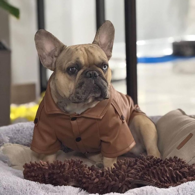 Custom Eco-Leather Dog Jacket | Personalized Fit for Every Dog | Made in Ukraine Brown