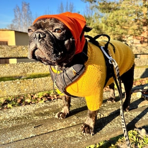 Yellow Hand-made Knitted Dog Sweater &quot;The Smile&quot;