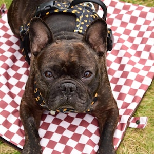 Op de afbeelding: Een gestroomde Franse Bulldog met een tuigje met een geel hartpatroon, liggend op een rood-wit geblokte deken. De hond kijkt recht in de camera, met een groene grasachtergrond.