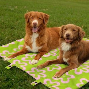 May include: Two brown dogs with white markings are lying on a green and pink floral patterned mat on a grassy lawn. The dogs are relaxed and looking at the camera.