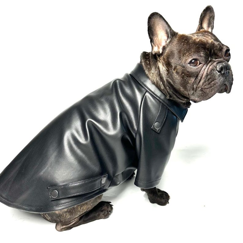 May include: A black leather jacket for dogs. The jacket has a collar, two pockets, and a zipper closure. The jacket is being worn by a French Bulldog.