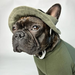 Könnte beinhalten: Ein brauner und schwarzer Französischer Bulldogge mit einem grünen Hut und einem grünen Pullover.