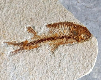 Vintage Ancient Fish Fossil - in Sandstone (I think) - Possibly Green River Wyoming - 4-Inch Fish in 7.5 x 5-Inch Stone - Tiny Fern Bit
