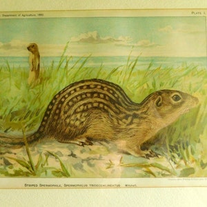 Antique Victorian Color Lithograph of Striped Ground Squirrel - Ernest Thompson Artist - Published by USDA 1892 - Trautman Bailey & Blampey