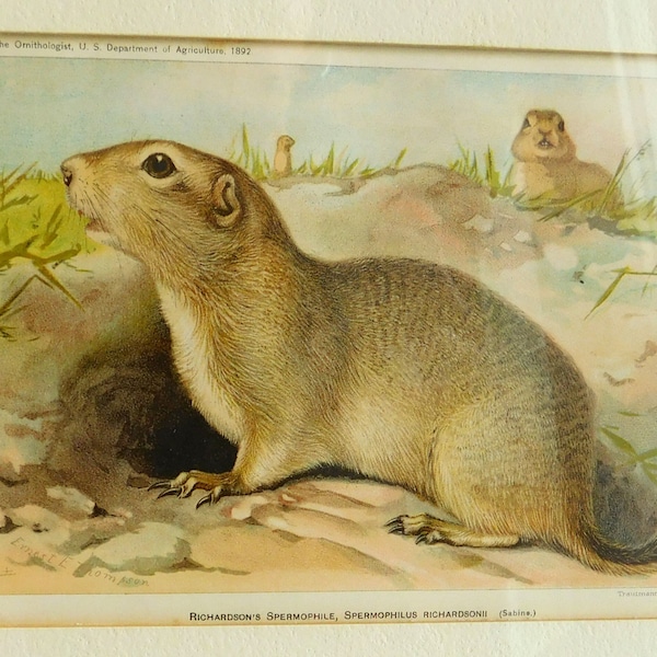 Antique Victorian Color Lithograph of Ground Squirrel - Ernest E Thompson Artist - Published by USDA 1892 - Trautman Bailey & Blampey NY