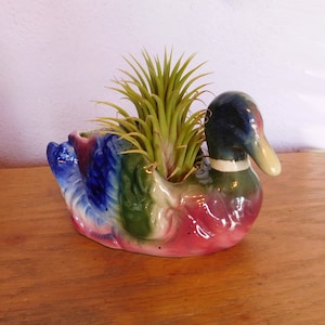 May include: A colorful ceramic duck planter with a green, blue, and pink glaze. A small air plant is growing in the planter.