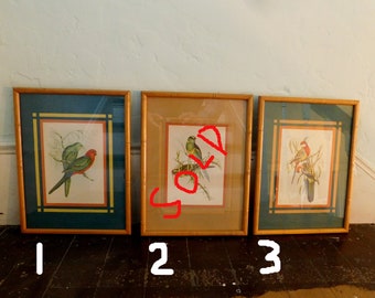 Vintage Framed John Gould Parakeet Prints - 2 Available - 1930s Art Deco Matted -Bamboo Motif Wood Frame - Free US Shipping