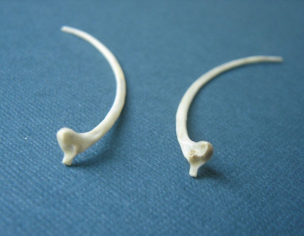 RATTLESNAKE RIB EARRINGS: 10G, 12G, 2 Long, Exotic, Tribal, Snake Bones ...
