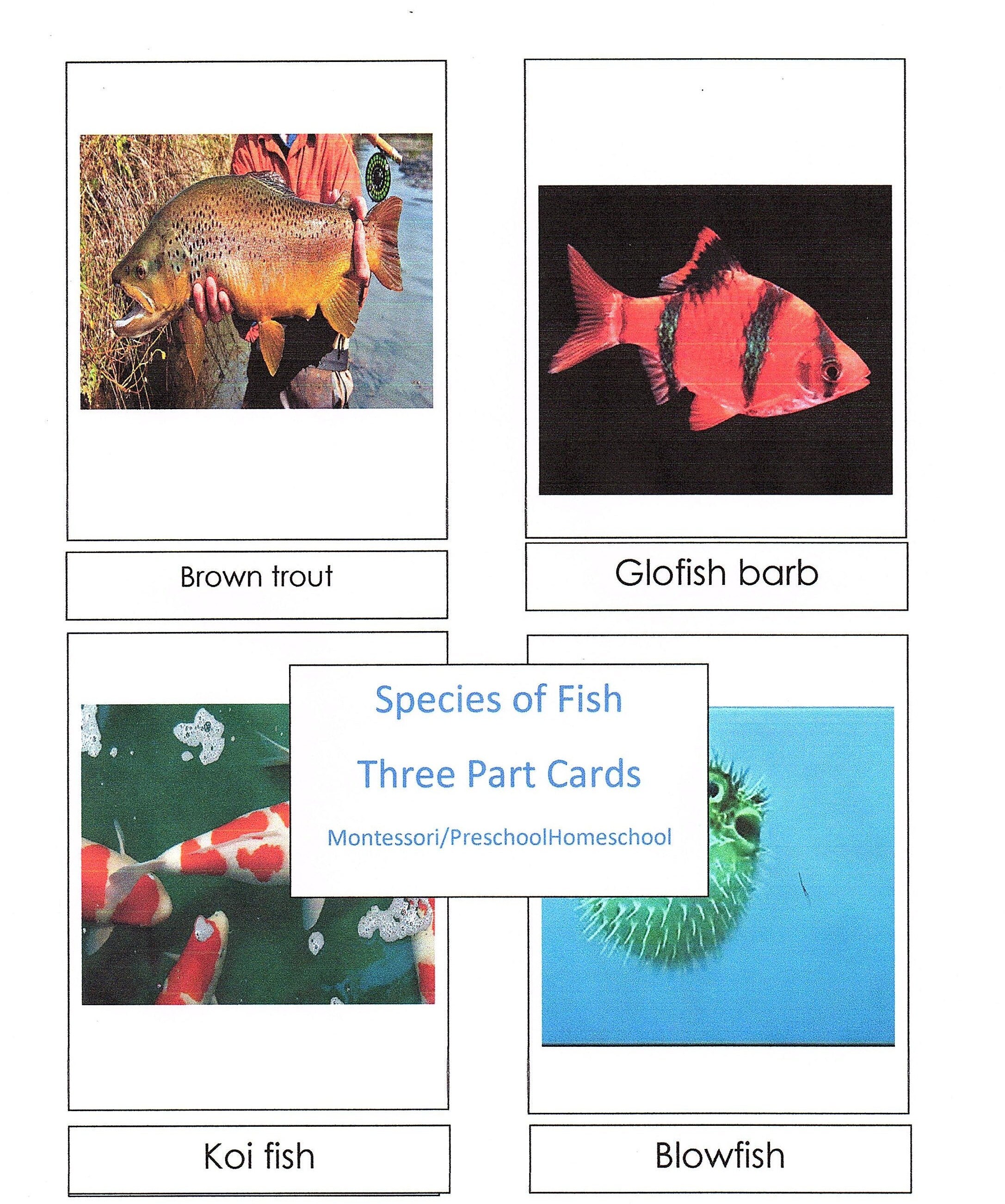 Montessori Fish Species 3 Part Cards Matching Game Preschool Etsy UK